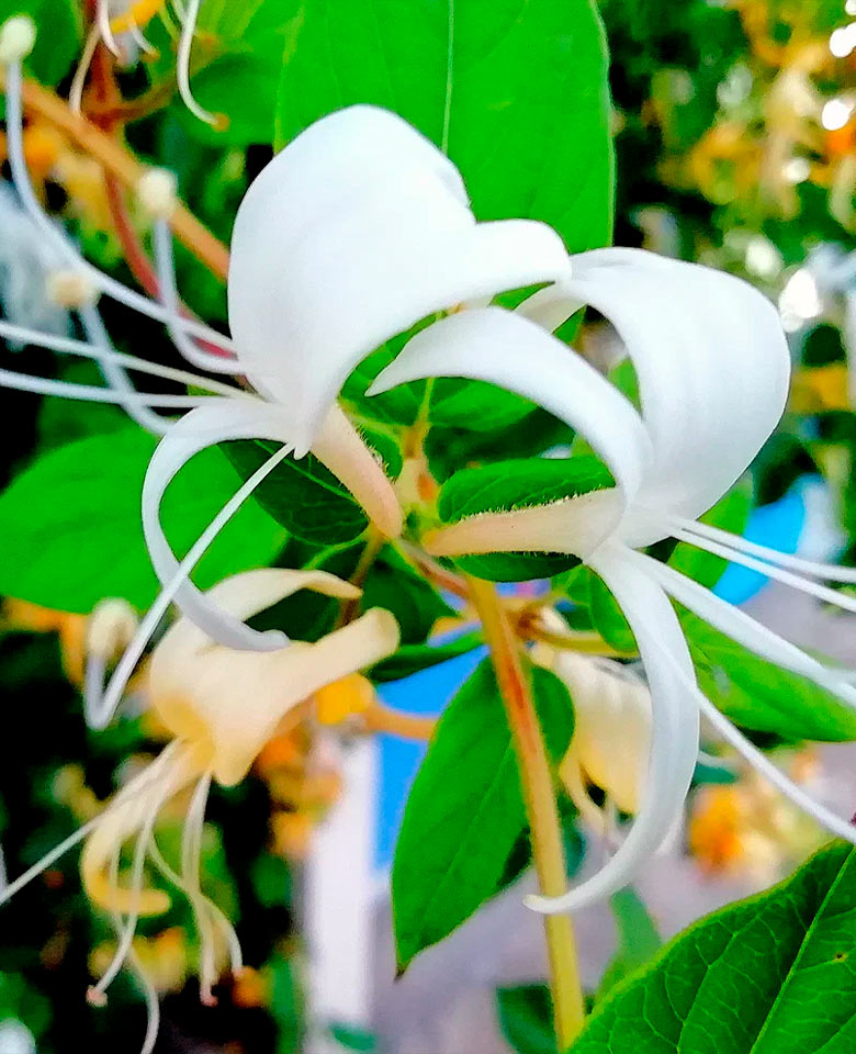 This image for Image Layouts addon