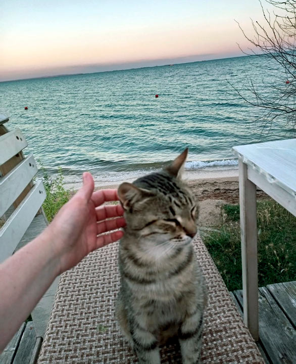 Морские котики